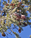 White winged Crossbill 5466